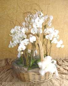 Perfect Garden Orchids Basket by belle fleur