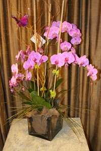 Pink Obsession Orchids by belle fleur