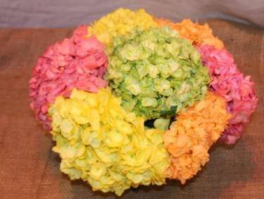Cheerful Hydrangea Posh Compact Arrangement by belle fleur